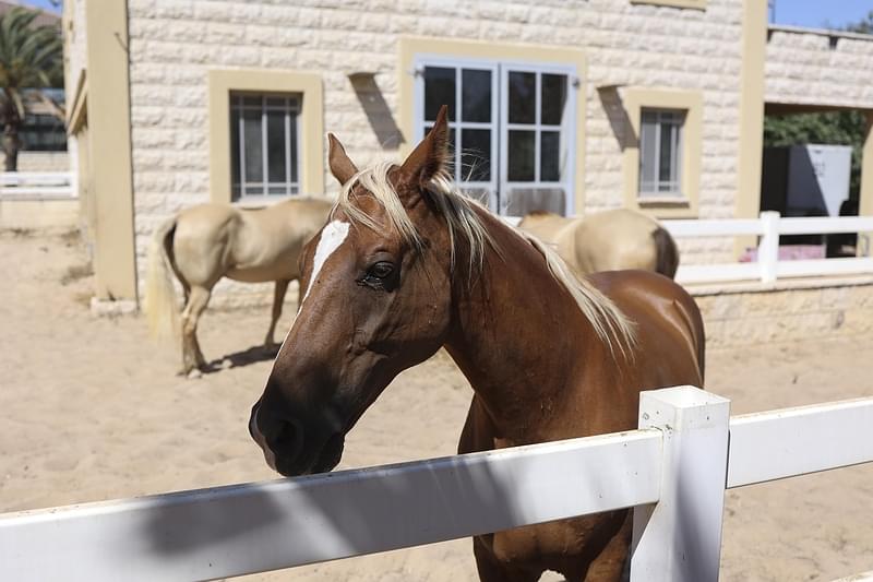 צילום: אסטוריה צלמים