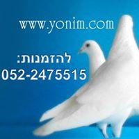 יונים
