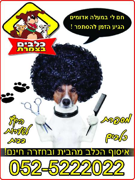 מספרת כלבים בצמרת מעלה אדומים