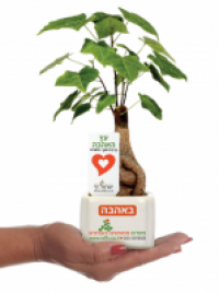 מסרים ממותגים בעציצים - ישראל רף
